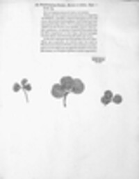 Cymadothea trifolii image